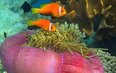 IMG_0447rf_Maldives_Madoogali_House reef_Poisson clown des maldives_Amphiprion nigripes